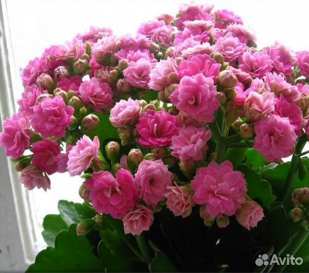 Каланхоэ Укорененные отростки