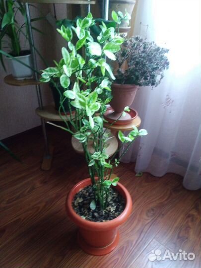 Цветы комнатные