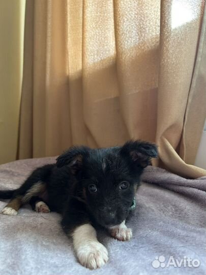 Щенок маленькой собачки