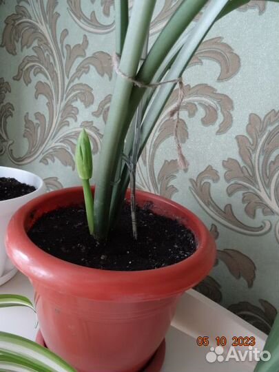 Эухарис (амазонская лилия)