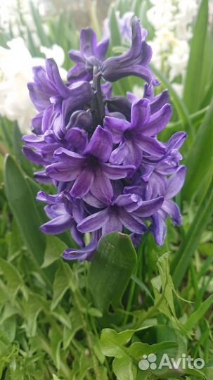 Гиацинты, хризантема, нарциссы