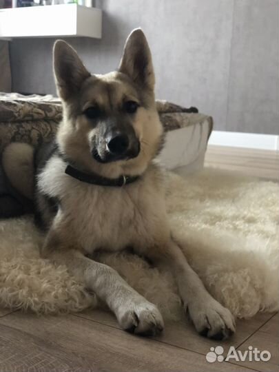 Собака в добрые руки