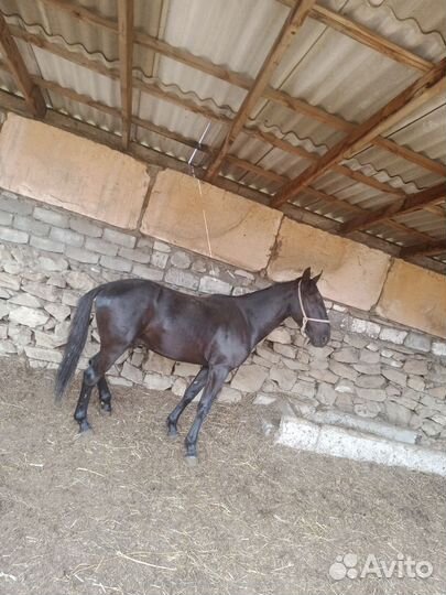 Карачаевский жеребец