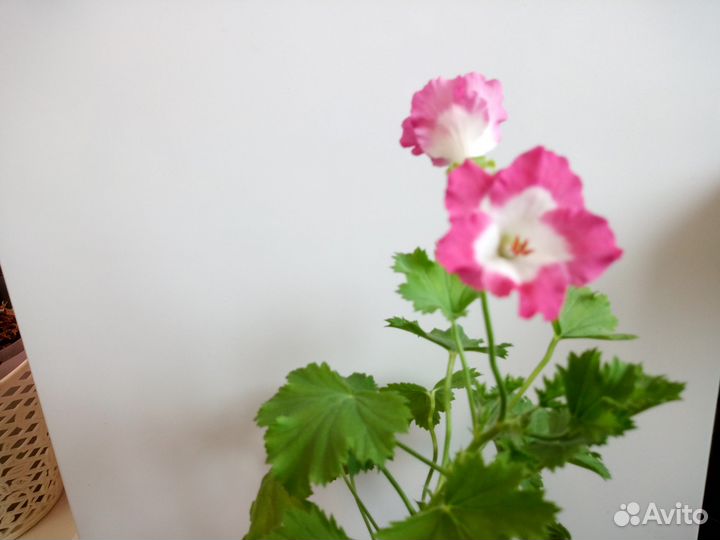 Герань королевская