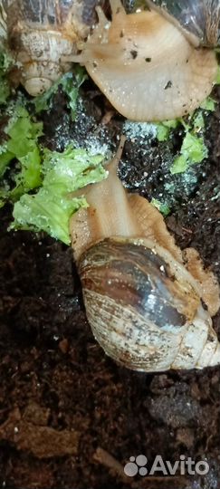 Улитки ахатины