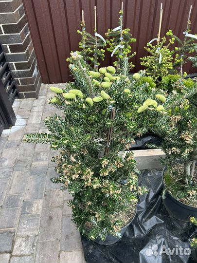 Пихта Сильберлок