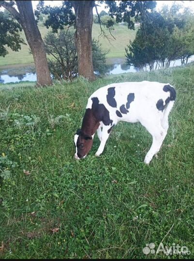 Бычки и телята