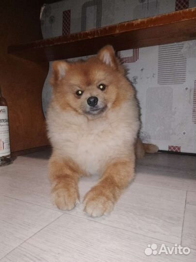 Ищим подружку. Паспорт и все необходимые прививки