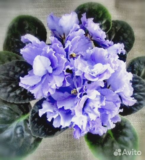 Фиалки сортовые