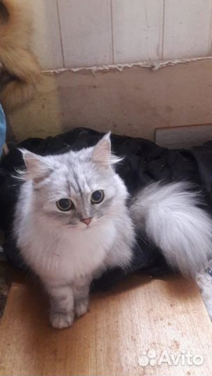 Кошечка цвета вискас