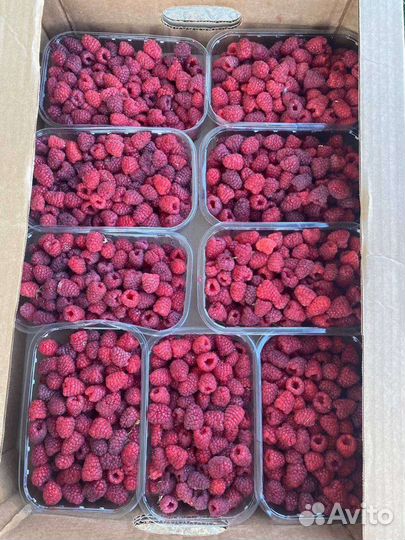 Ремонтантная малина