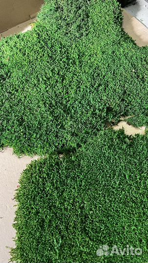 Стабилизированный мох пластовой