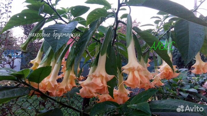 Саженцы бругмансии,глицинии,гортензии и др