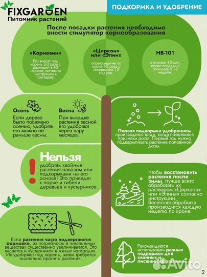 Дуб черешчатый Высота от 300см