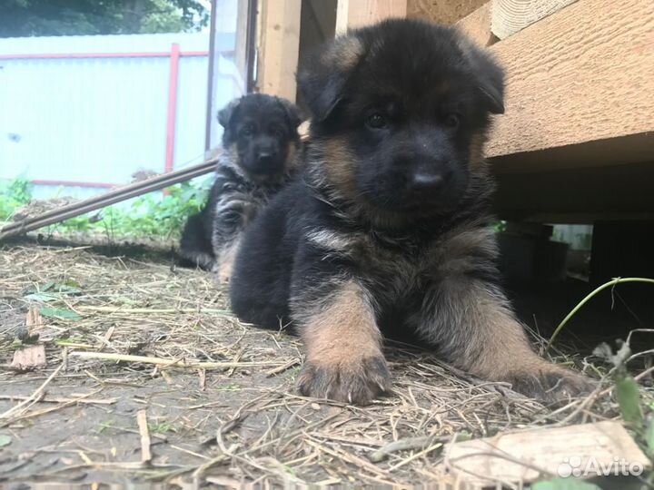 Продажа собак щенков