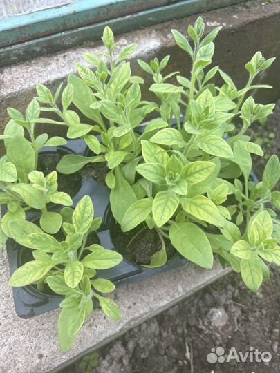 Рассада петунии