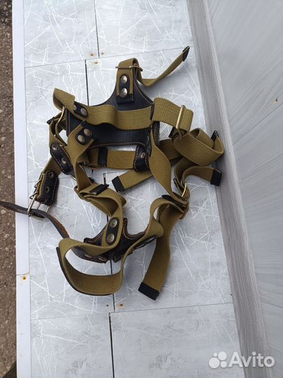 Упряжка для собак