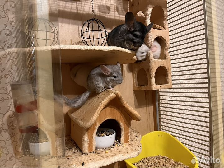 Шиншиллы с клеткой