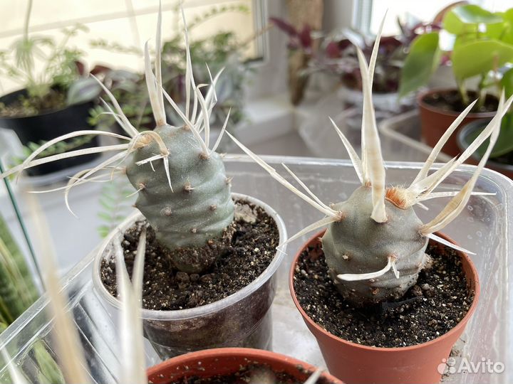 Тефрокактус