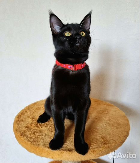 Чаузи из питомника