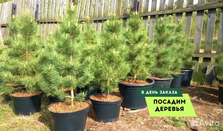 Сосна обыкновенная из питомника