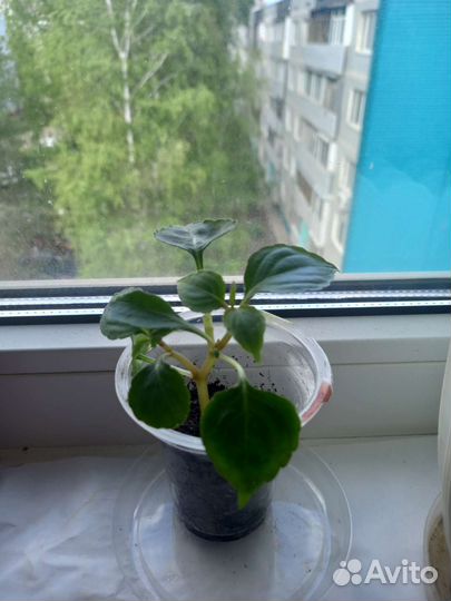 Бальзамин махровый