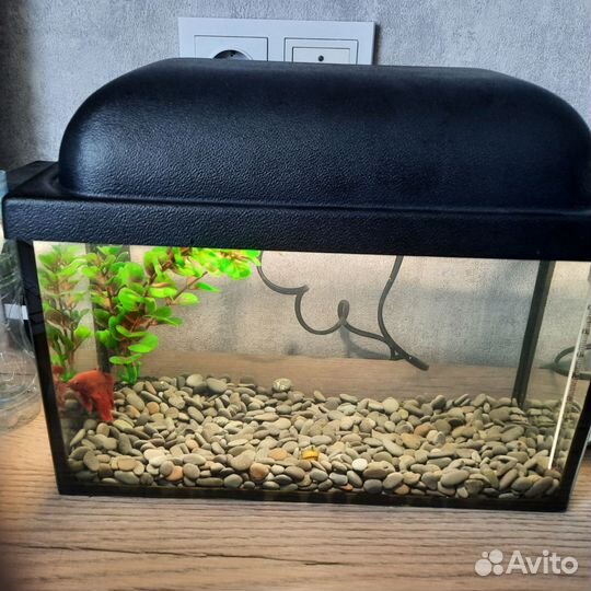 Аквариумные рыбки петушок