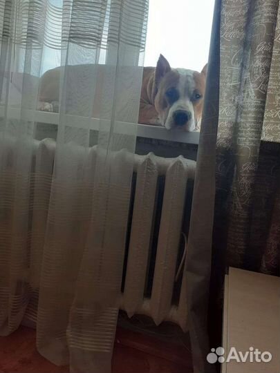 Стаффордширский терьер вязка