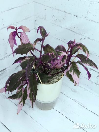 Гинура вариегатная