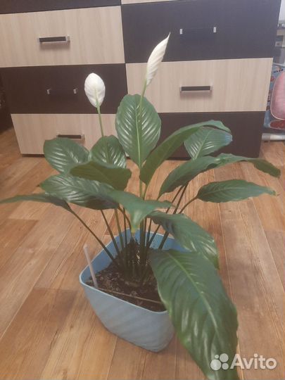 Спатифиллум