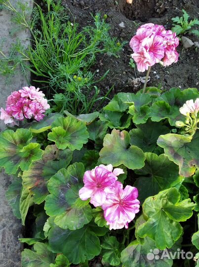 Пеларгония