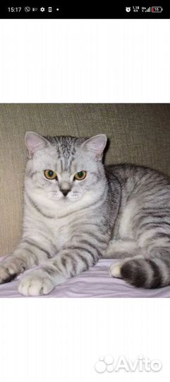 Котик- британец