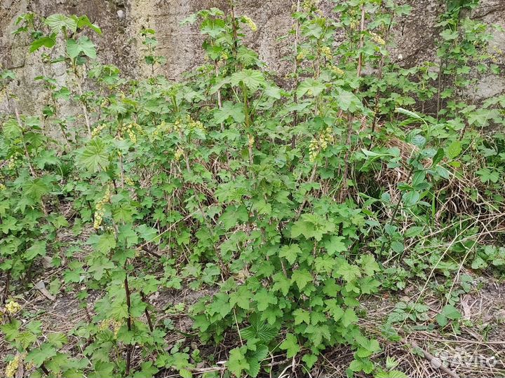 Красная смородина. Лавровый лист