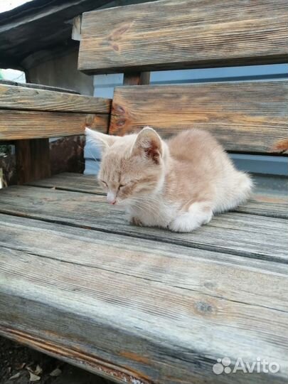 Котенок в добрые руки