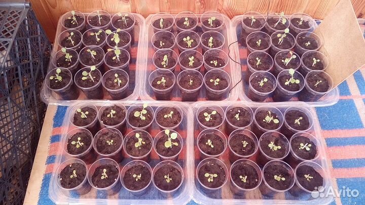 Рассада. Семена. Куба сигарный табак