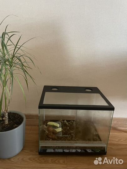 Аквариум с улитками прямоугольный