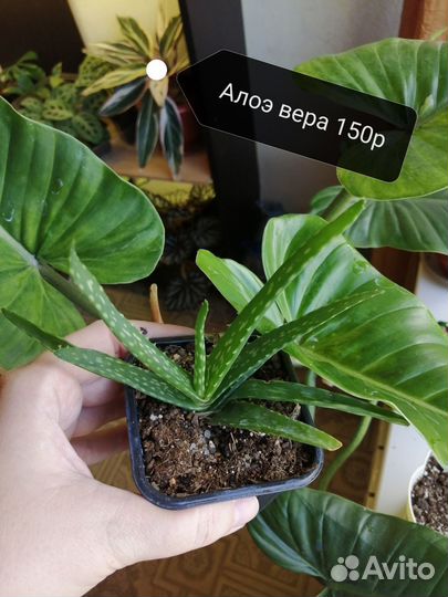 Комнатные растения часть 3