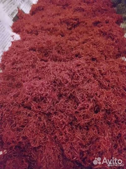 Мотыль.гриндаль