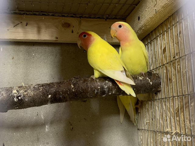 Банановые / желтые попугаи неразлучники