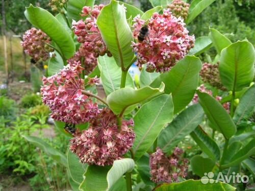 Ваточник сирийский