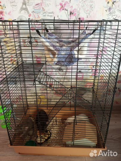 Дамбо крысы с клеткой