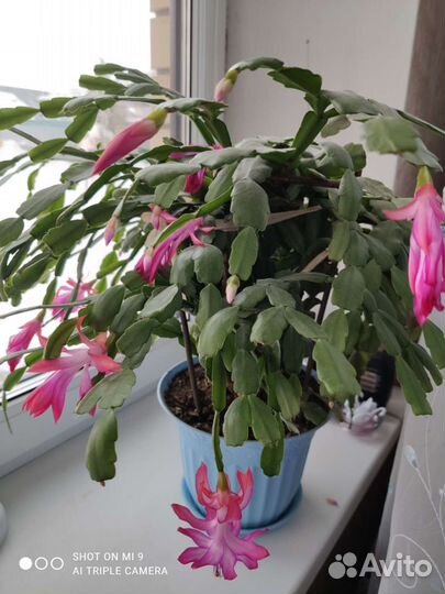 Гибискус, декабрист, юка, виноградовая лиана