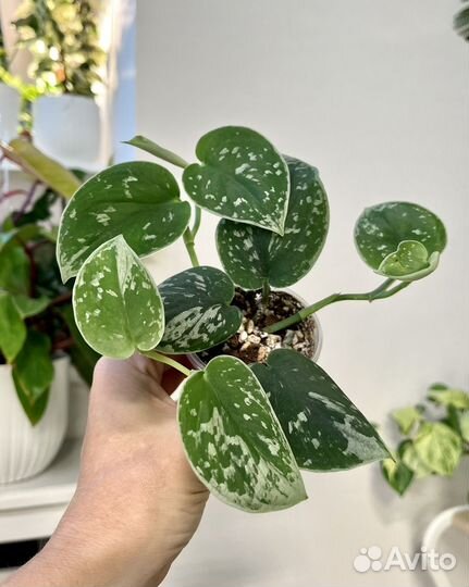 Сциндапсус Сильвер Энн