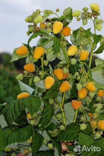 Малина Метеор и Жёлтый гигант