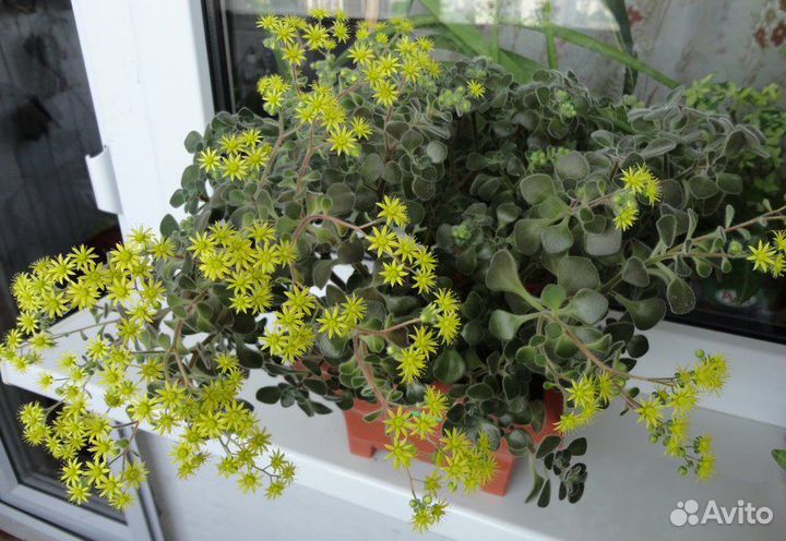 Аихризон (дерево любви)