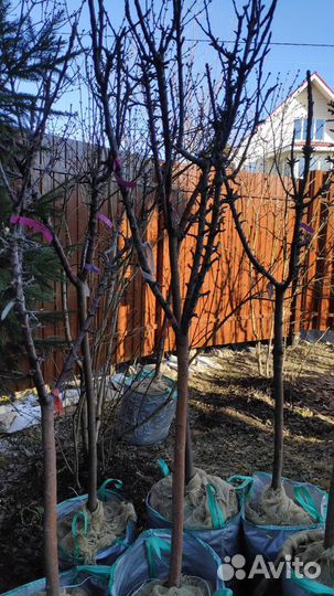 Яблоня колоновидная 