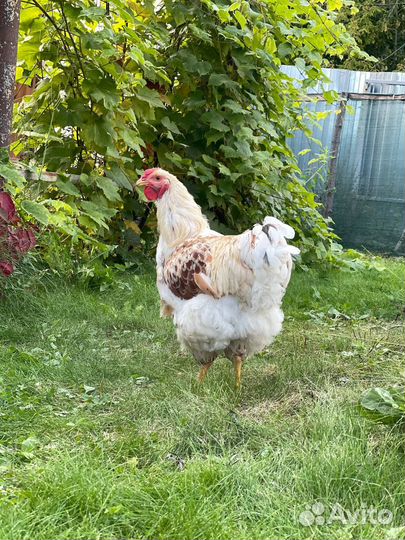 Петух виандот