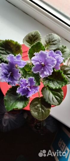 Комнатные растения цветы роза китайская и фиалки