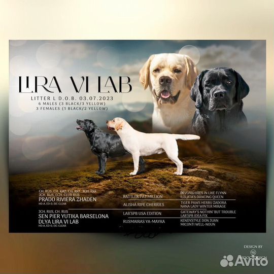 Щенки лабрадора