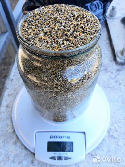 Отходы горчицы. Горчица жёлтая